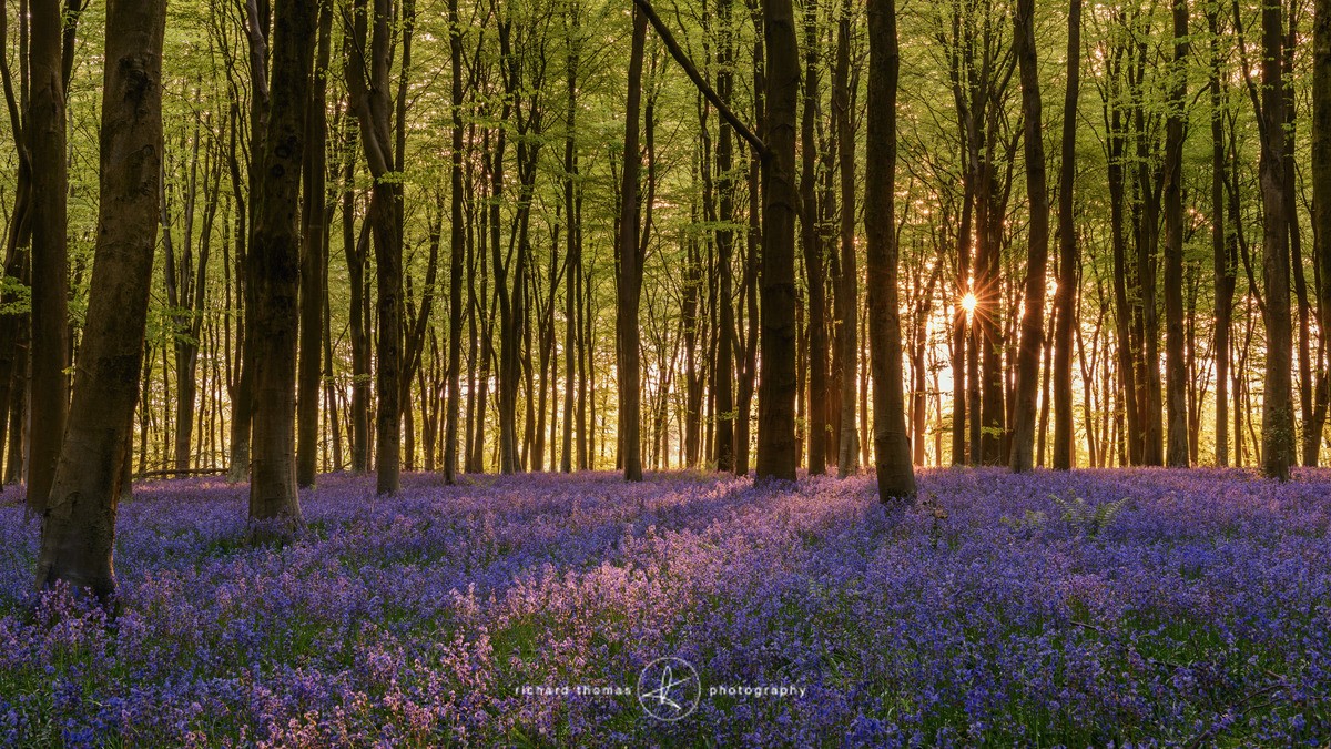 Last Micheldever bluebell sunrise - BlueWood