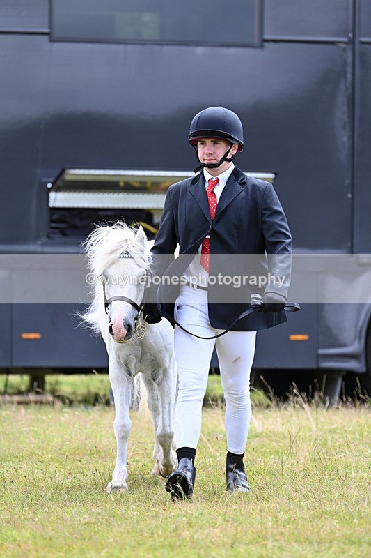 WJ7_6510 - Class 5 Handsome Gelding in hand