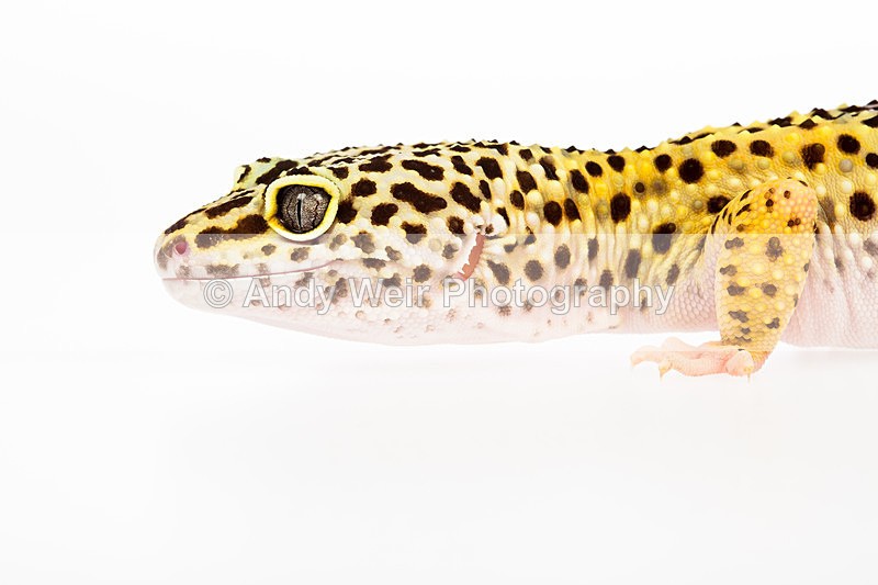 20140120-3K8A8387 - Lizards