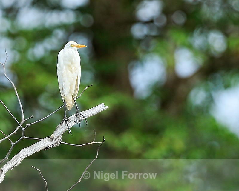 Cattle Egret perched, Costa Rica - Cattle Egret