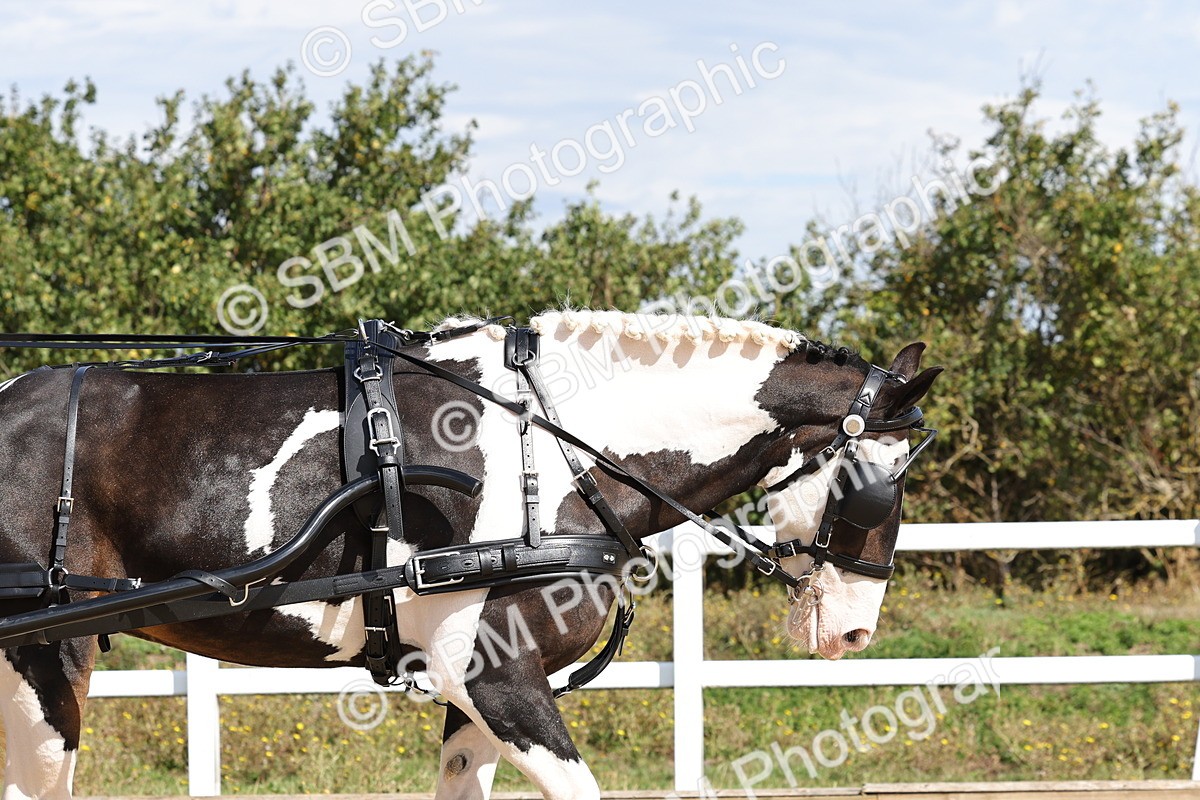 SBM_000879 - Class 8 - Novice Horse or Pony to any vehicle