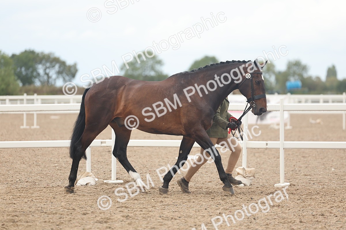 SBM_07959 - Class 28 - IH Veteran Horse
