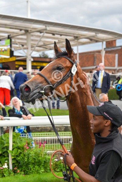 230923-Race 1-Invincible Molly-5920 - Race 1 2.00pm Jigsaw Sports Branding EBF Fillies' Novice Stakes