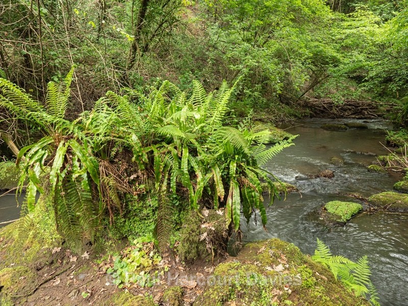 lush vegetation  along the Rio Maggiore... - Plants in the Landscape