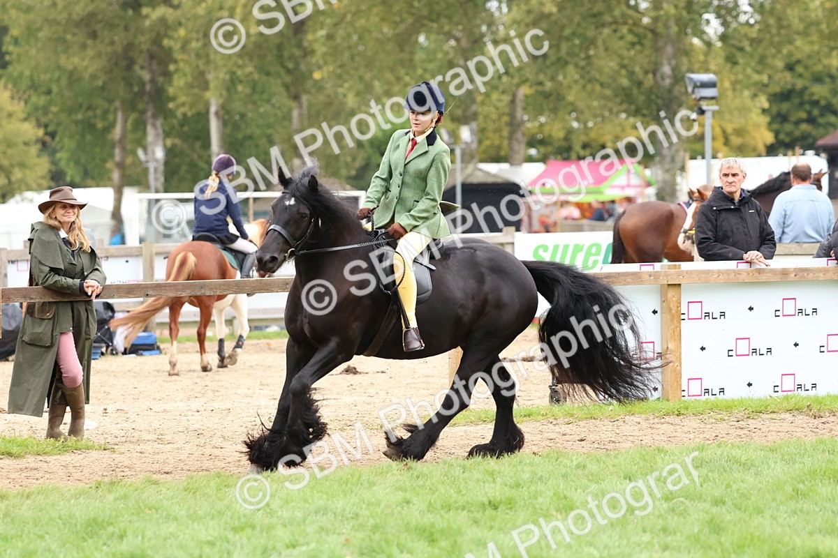 SBM_69651 - S62 - Mountain & Moorland Ridden Large Breeds
