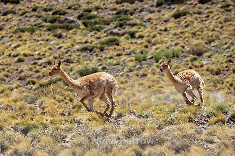Vicunas running, near Salar de Talar, Atacama Desert, Chile - Vicuna