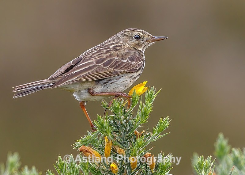 Astland Photography, Bird and Wildlife Images, Susan and Peter Wilson, U.K.