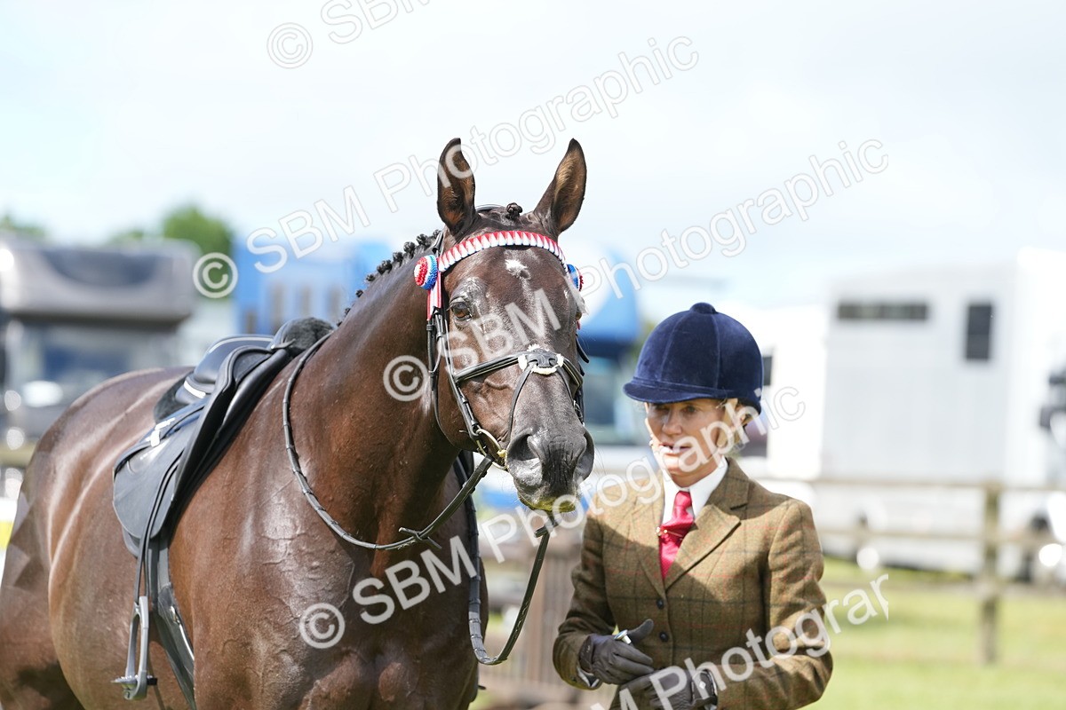 SBM_12931 - Class 99 - RIHS SEIB Working Show Horse