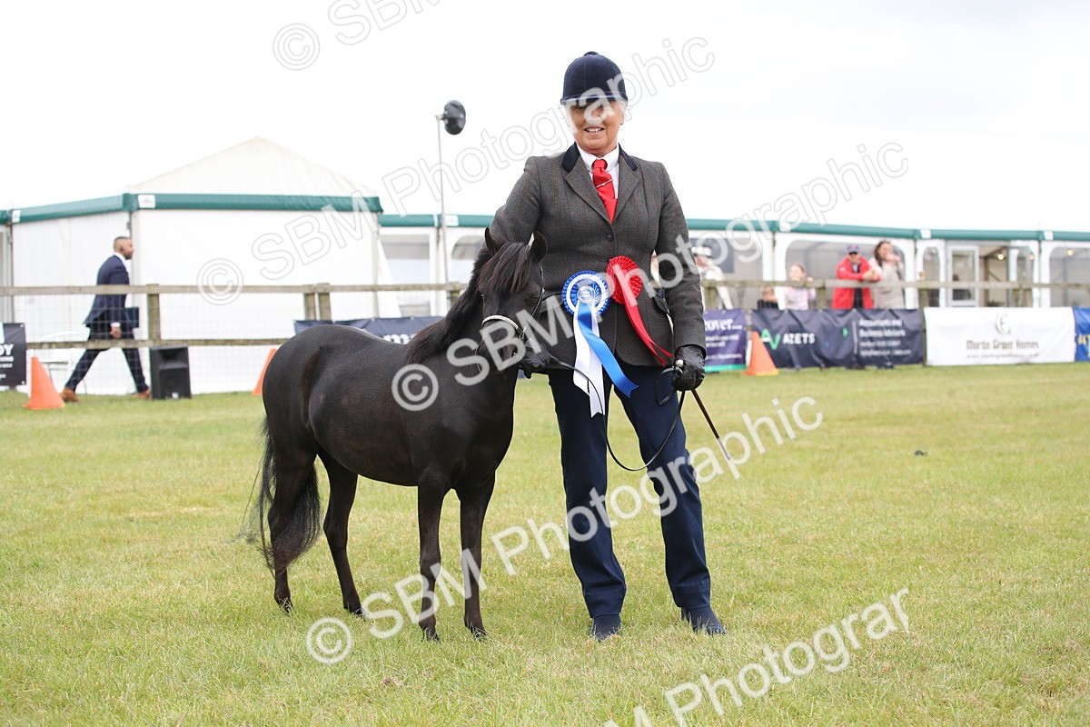 SBM_03553 - Class 23-25 - British Miniature Horse of the Year