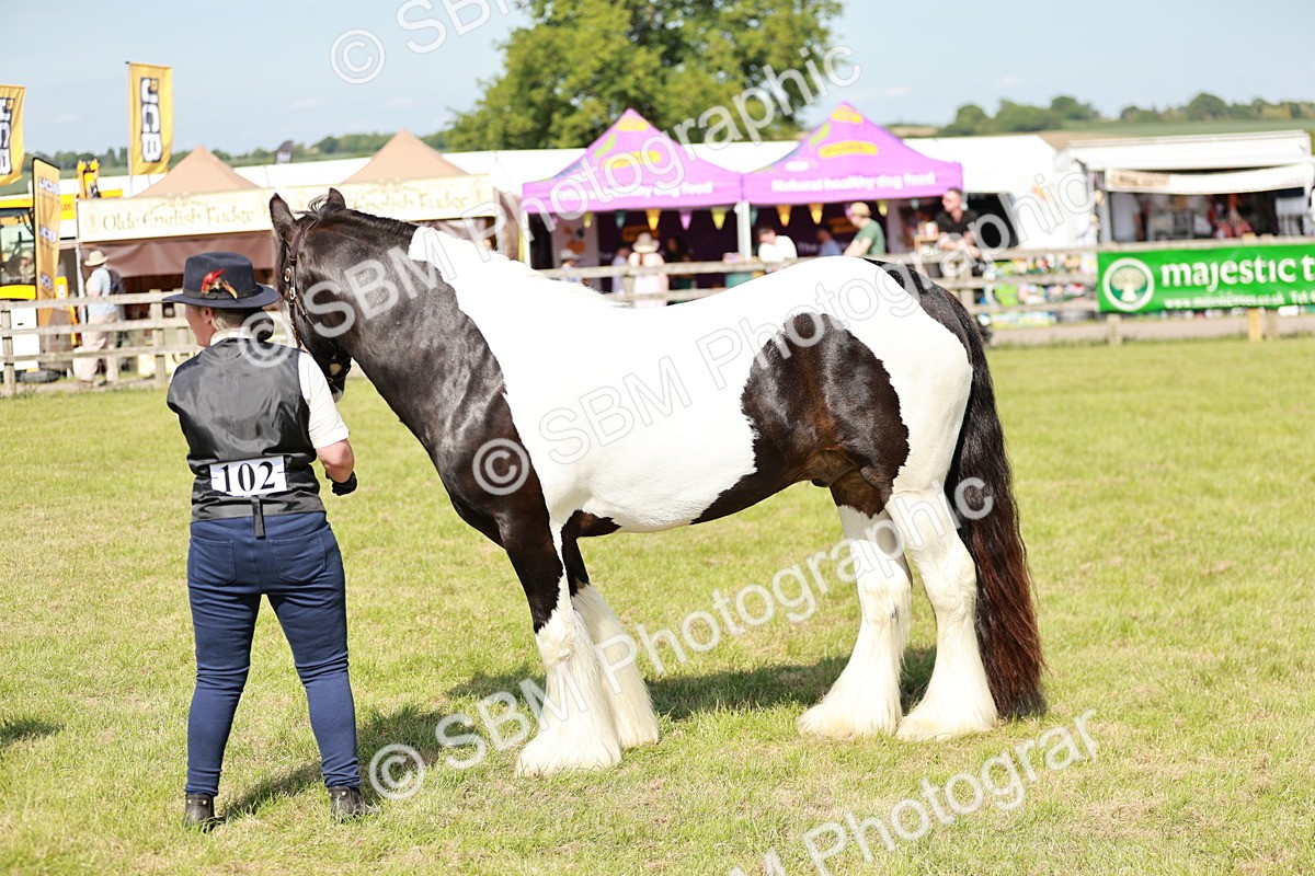 SBM_08804 - Class 63-65 - Traditional Gypsy Cobs In Hand & Ridden