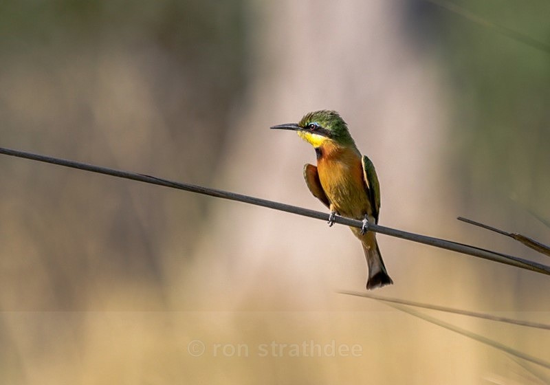 Beecatcher - Botswana Wildlife