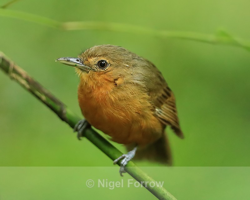 Dusky Antbird (female), Pipeline Road, Panama - Dusky Antbird