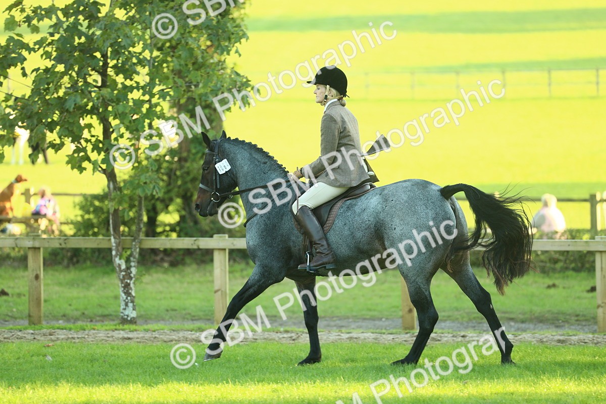 SBM_55630 - S14 - Riding Club Horse