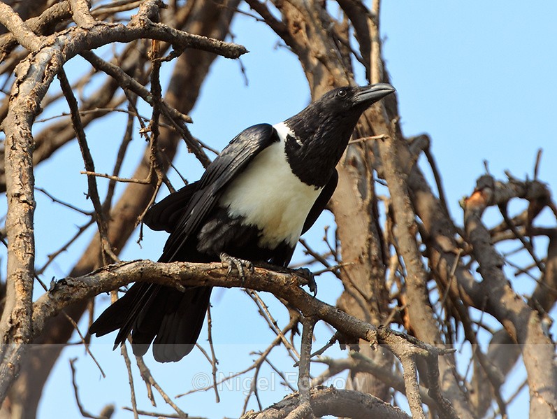 Pied Crow perched in a tree at Lake Nakuru - Pied Crow