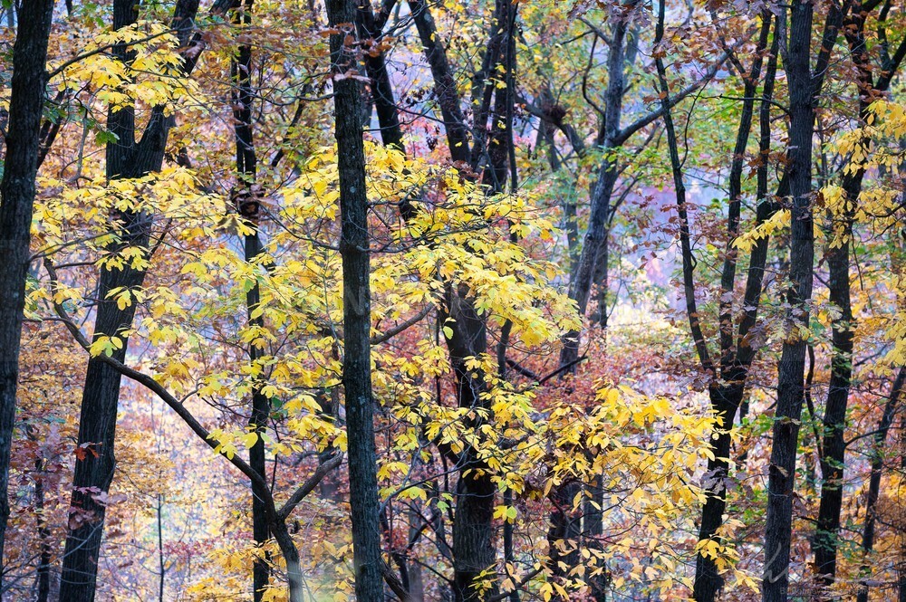 DSC_8155 - Autumn