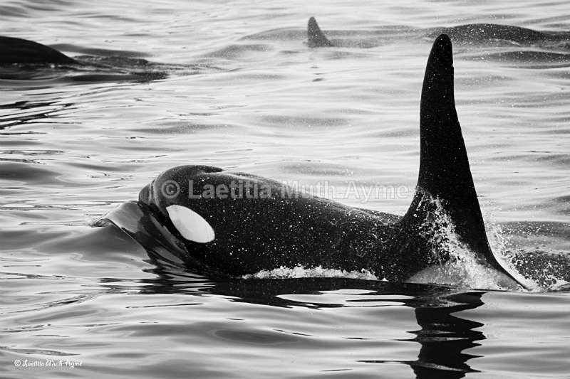 IMG_7369 Iceland - Marine wildlife