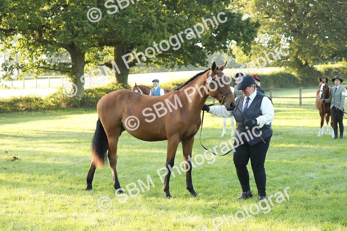 SBM_57837 - S42 - Youngstock