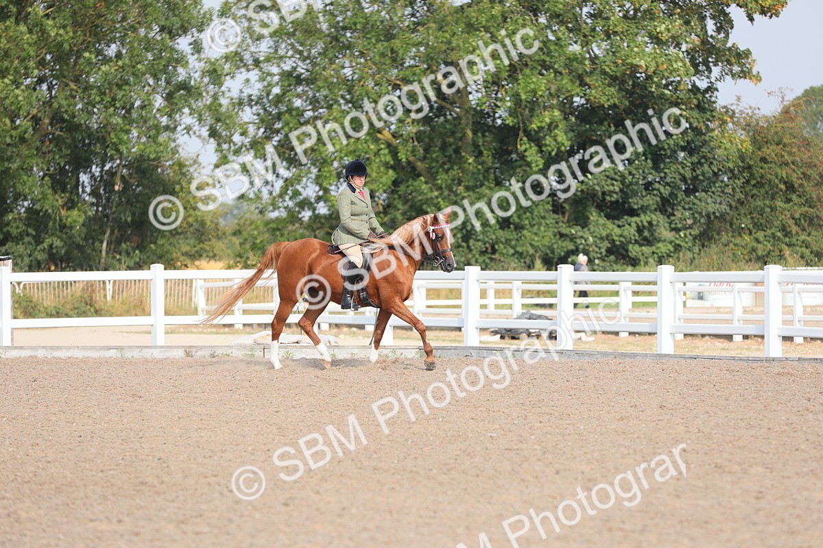 SBM_11330 - Class 305 Ridden Foreign Breeds- Pure Bred