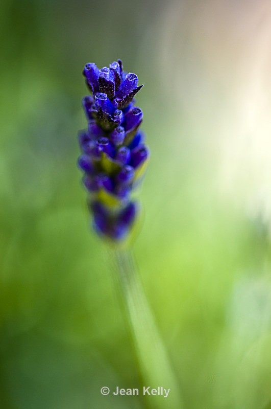 Flower - 9817 - Blue