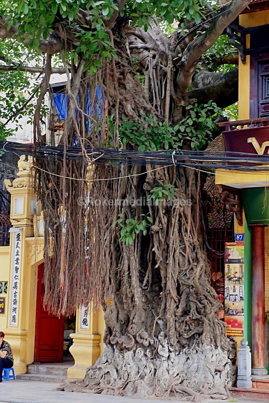 VIET_1262 - Vietnam 2017