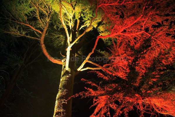 Westonbirt _WB034 - Westonbirt Arboretum