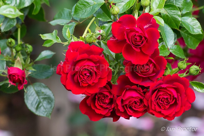 Rose Week at Lady Dixon Park - 2 - Summer