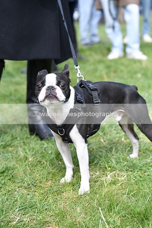 WJ5_0583 - Class 7 Best Terrier