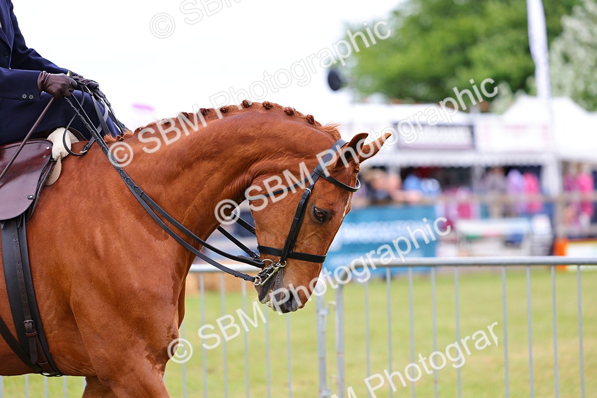 SBM_02698 - Class 9-11 Side Saddle including LIHS Rising Star Ladies Show Horse