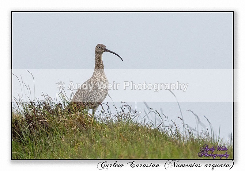 190615-R-8E0A7655-Edit - Curlew
