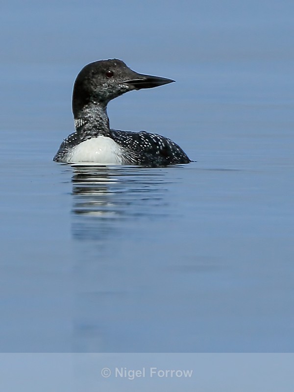 Great Northern Diver (adult breeding plumage), Canada - Great Northern Diver