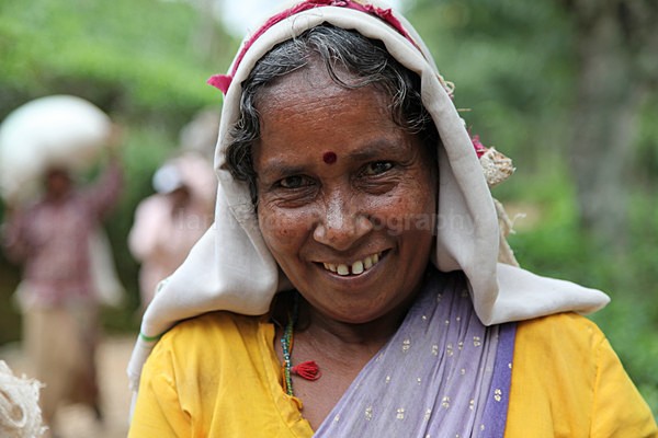 Tea lady, Ella, Sri Lnka - Sri Lanka wildlife, people & places