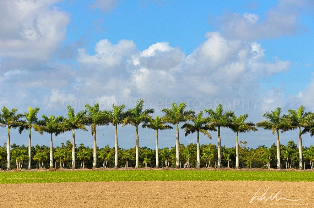 _WDB0624_319 - Trees