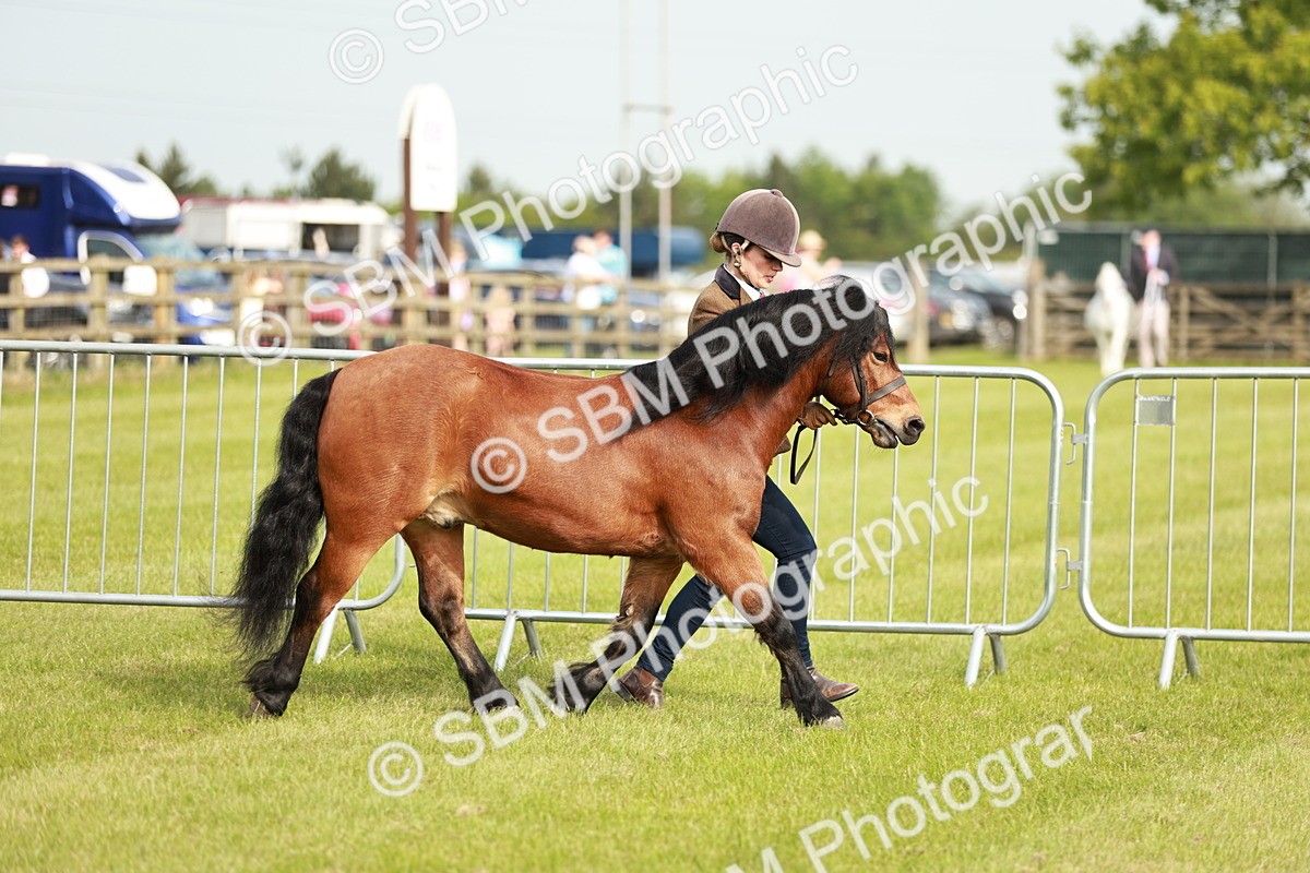 SBM_00452 - Class 14-23 - Mountain & Moorland In Hand Non Welsh