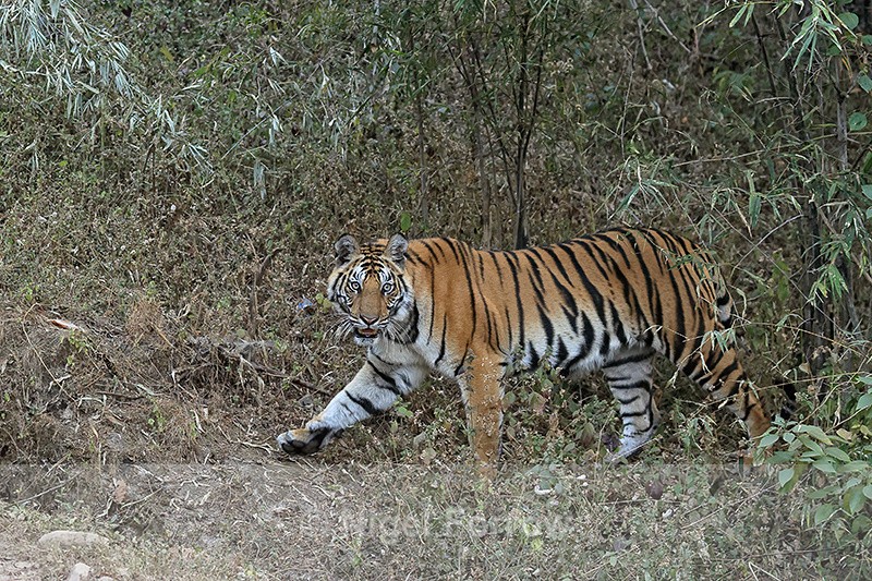 Tiger steps out of jungle, Bandhavgarh Reserve, India - Tiger