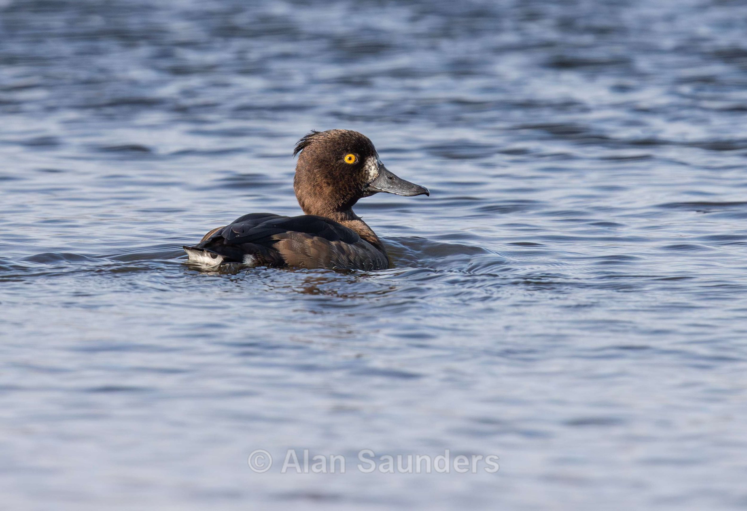 Tufted Duck 1 (female)