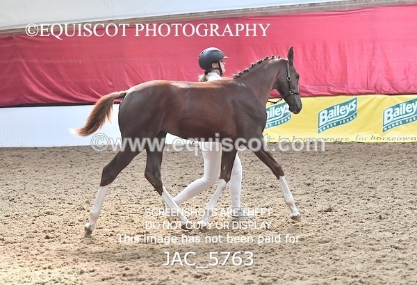 JAC_5763 - 11 Pandora of Westoak