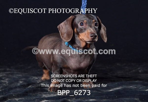 BPP_6273 - LESLEY GRANGER DOGS