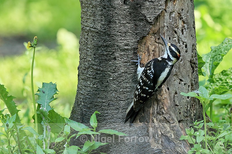 Hairy Woodpecker (female) back, Minnesota, USA - Hairy Woodpecker