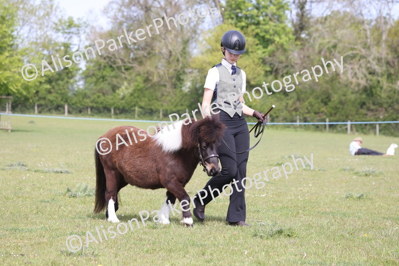 20260426-3142 - Class 26 - Shetland Ponies and Minitures