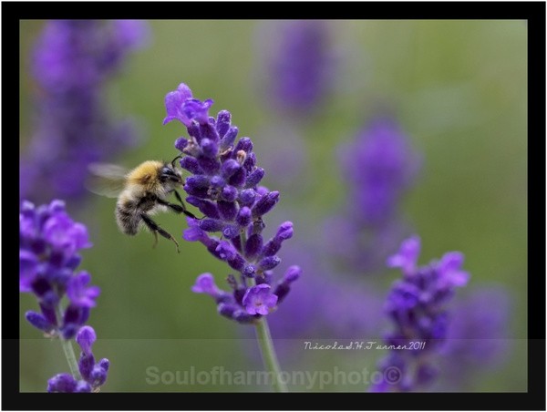 Honey Bee... - Invertebrate's Macro