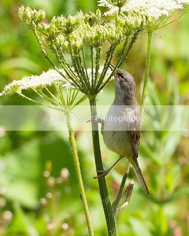 20110702-IMG_6177 - Whitethroat