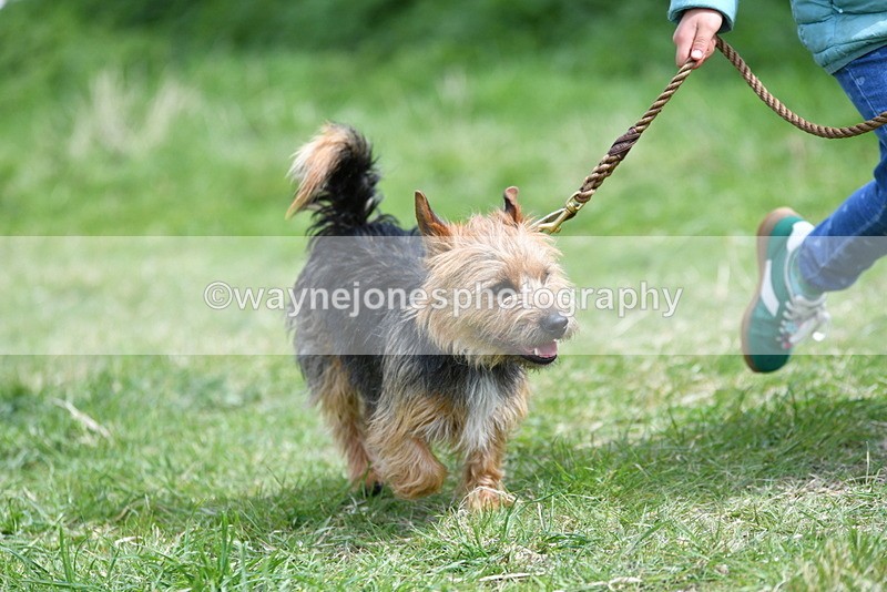 WJ5_0459 - Class 7 Best Terrier