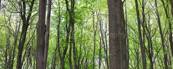  - Panoramas