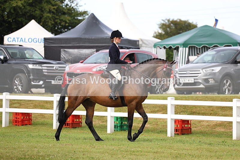 3E7A7977 - Class 2: Rising Star Large Hack/Riding Horse