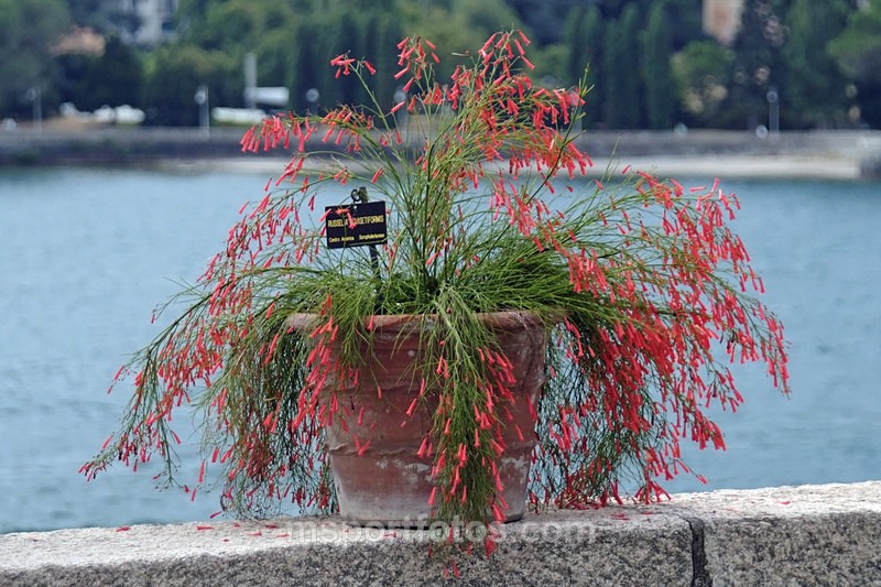 Planter overlooking Lake Maggiore - Travel, city/land scapes