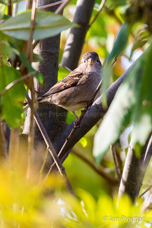 House Sparrow (female) in Foliage - Nature