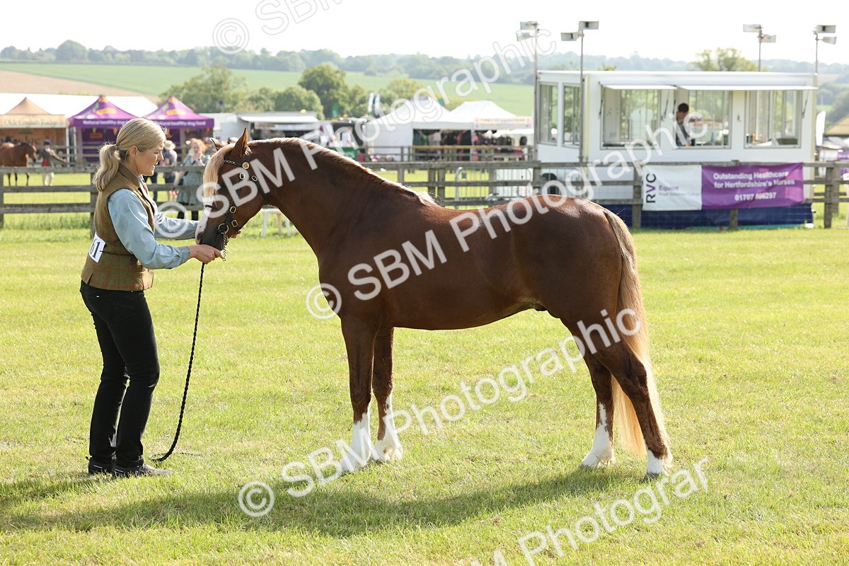 SBM_00701 - Class 6-13 - Mountatin and Moorland In Hand Welsh Breeds
