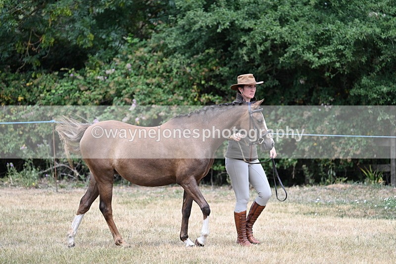 WJ7_1520 - Class 4 Prettiest Mare up to 14.2hh in hand