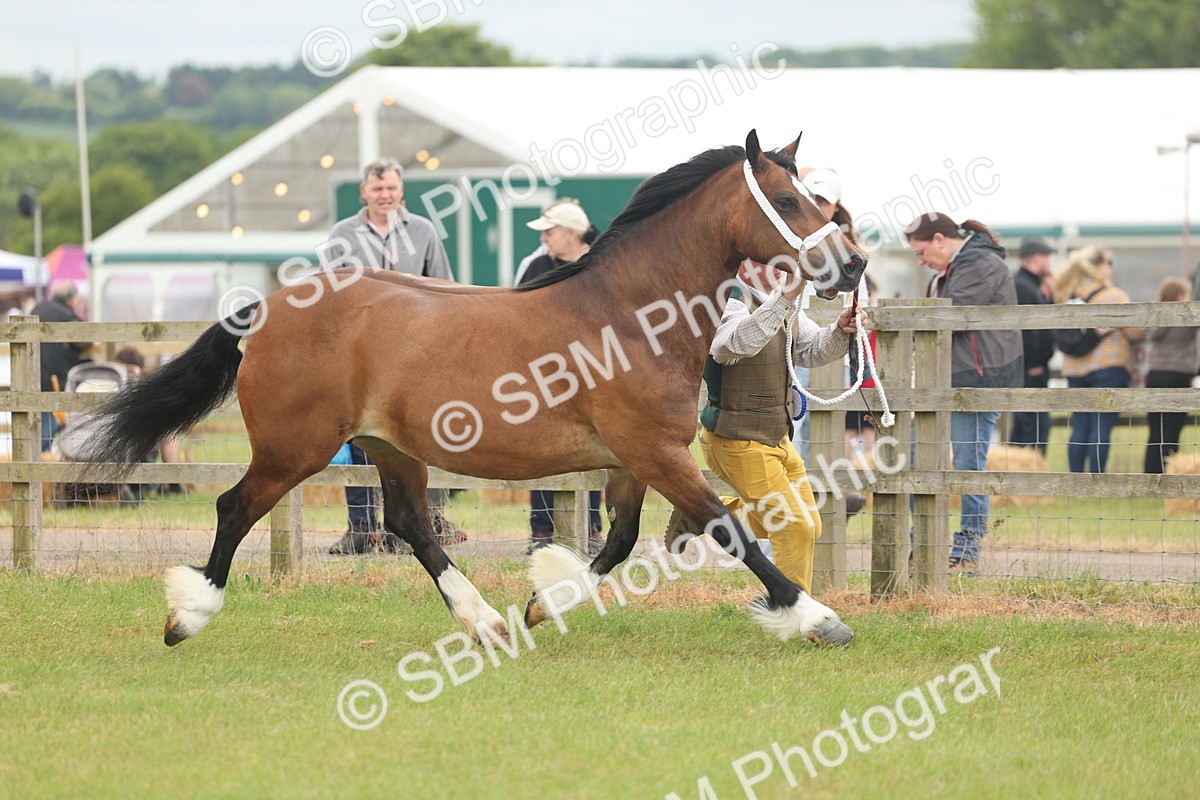 SBM_04969 - Class 50-57 - M&M Welsh Pony In Hand