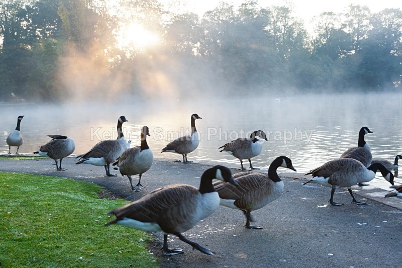YR6M2859 (RM) - Abington Park & Northampton Town.